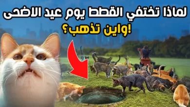 لماذا تختفي القطط يوم عيد الاضحى اسلام ويب